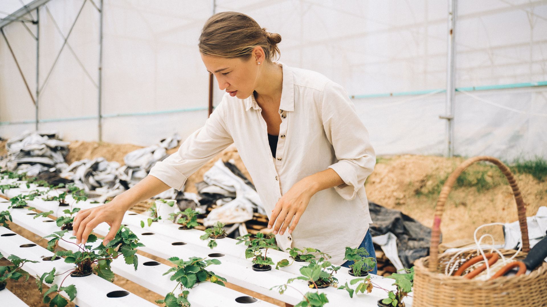 Plantas medicinales: una guía completa para encontrar el equilibrio en tu salud y bienestar