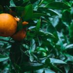 Secretos de la naturaleza: Cómo utilizar aceites esenciales para crear una marca de cosméticos exitosa