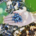 ¿Cómo está RSPO liderando el camino hacia la sostenibilidad en la oferta de productos de belleza en los centros wellness?