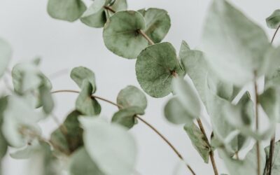 Vive en Armonía con la Naturaleza: Productos del Catálogo Holístico de Costa Rica